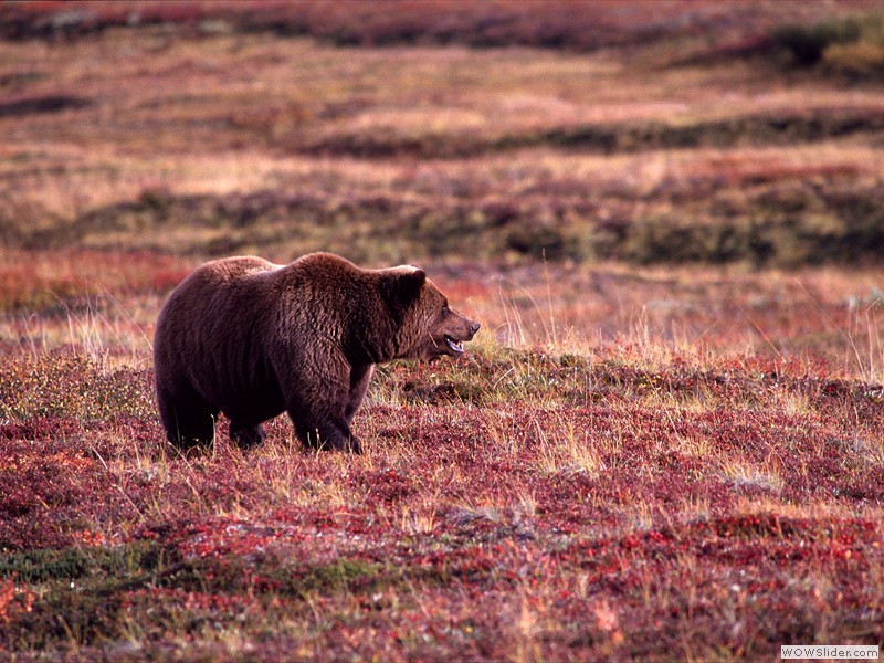 Grizzly Bear, Denali, Alaska
